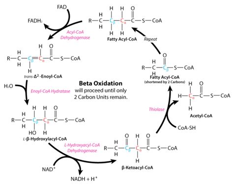 6.11: Fatty Acid Oxidation .